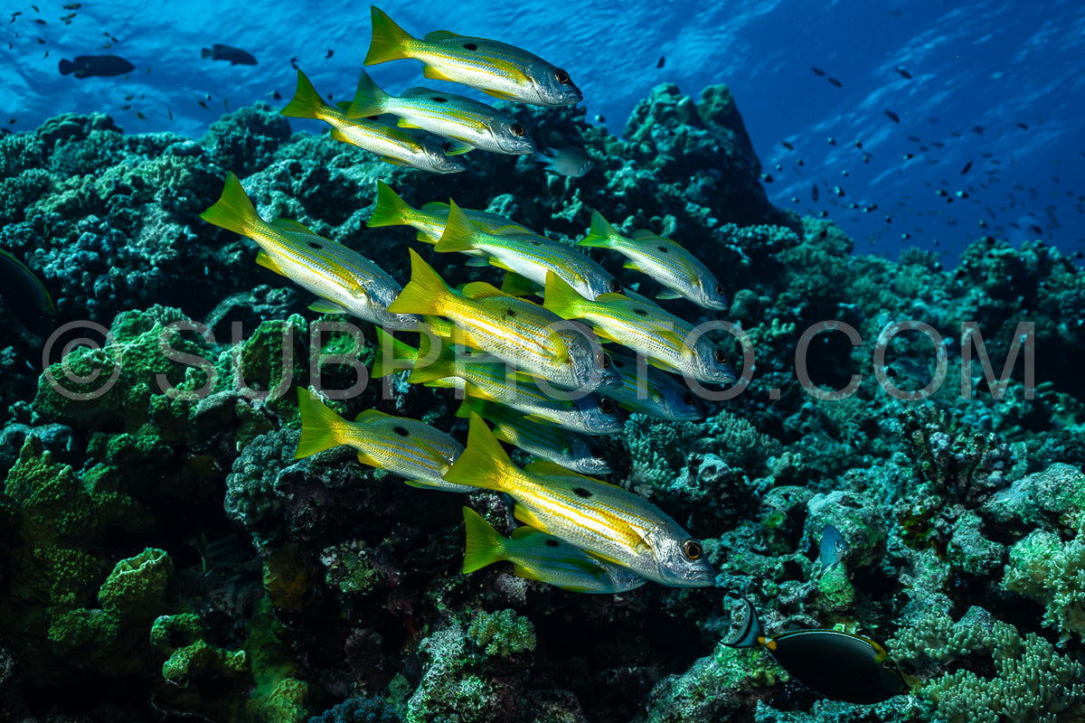 Photo de vivaneau en bancs ou à taches noires