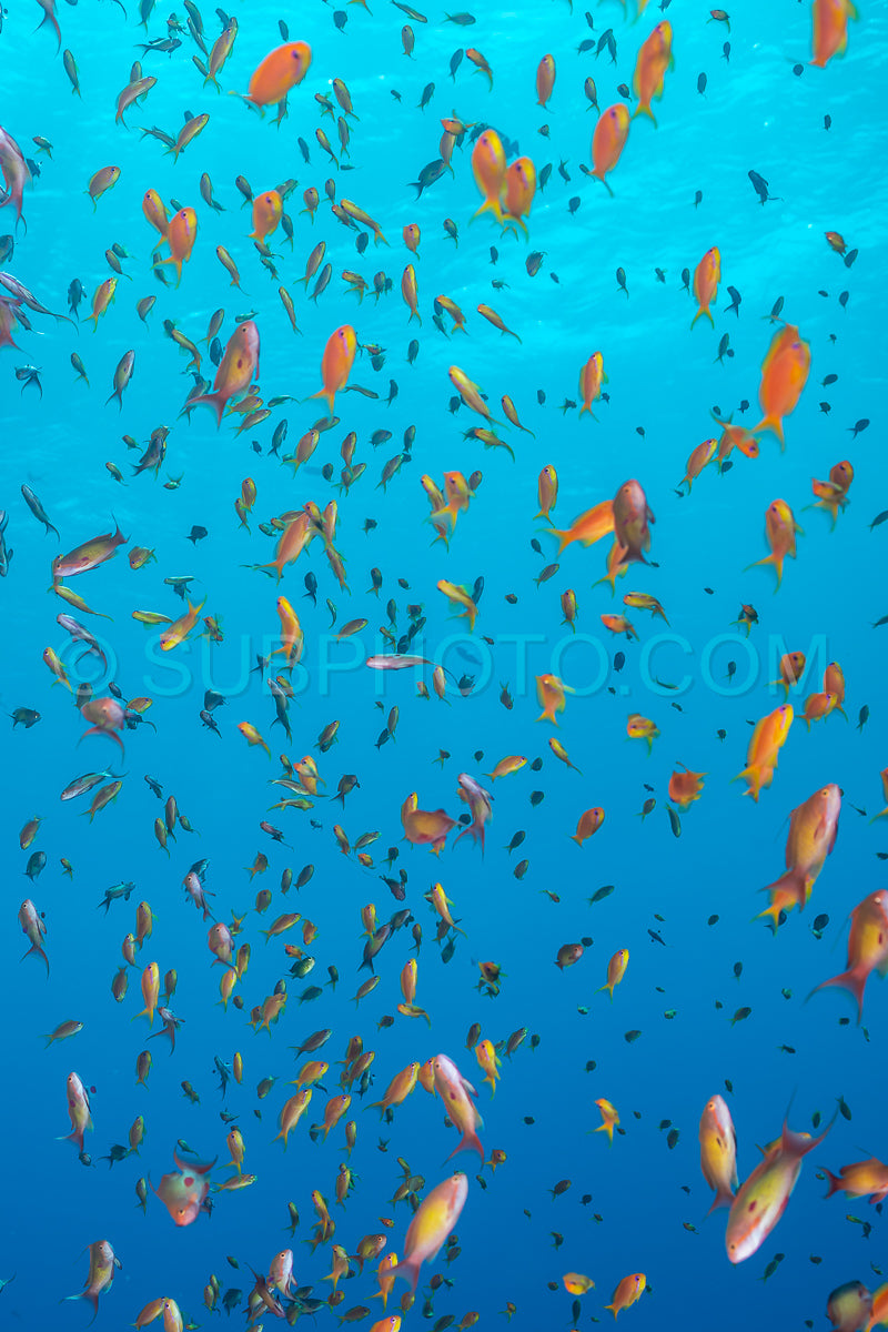 Photo de Banc d'anthias lyretail orphie de mer ou basset orange