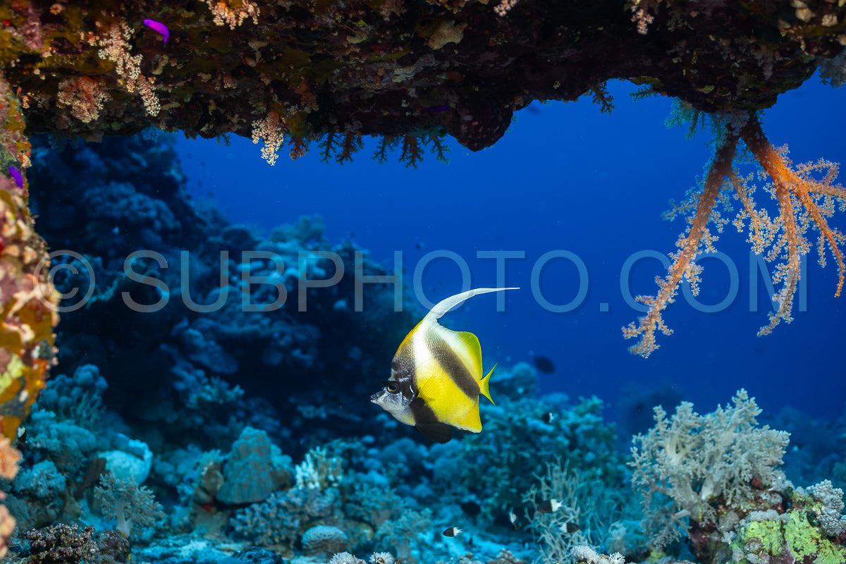 Red Sea bannerfish