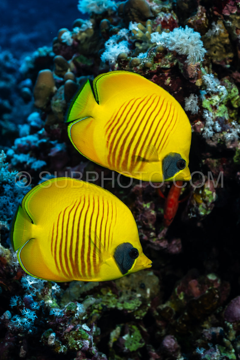 Photo de Couple de poissons-papillons à joues bleues