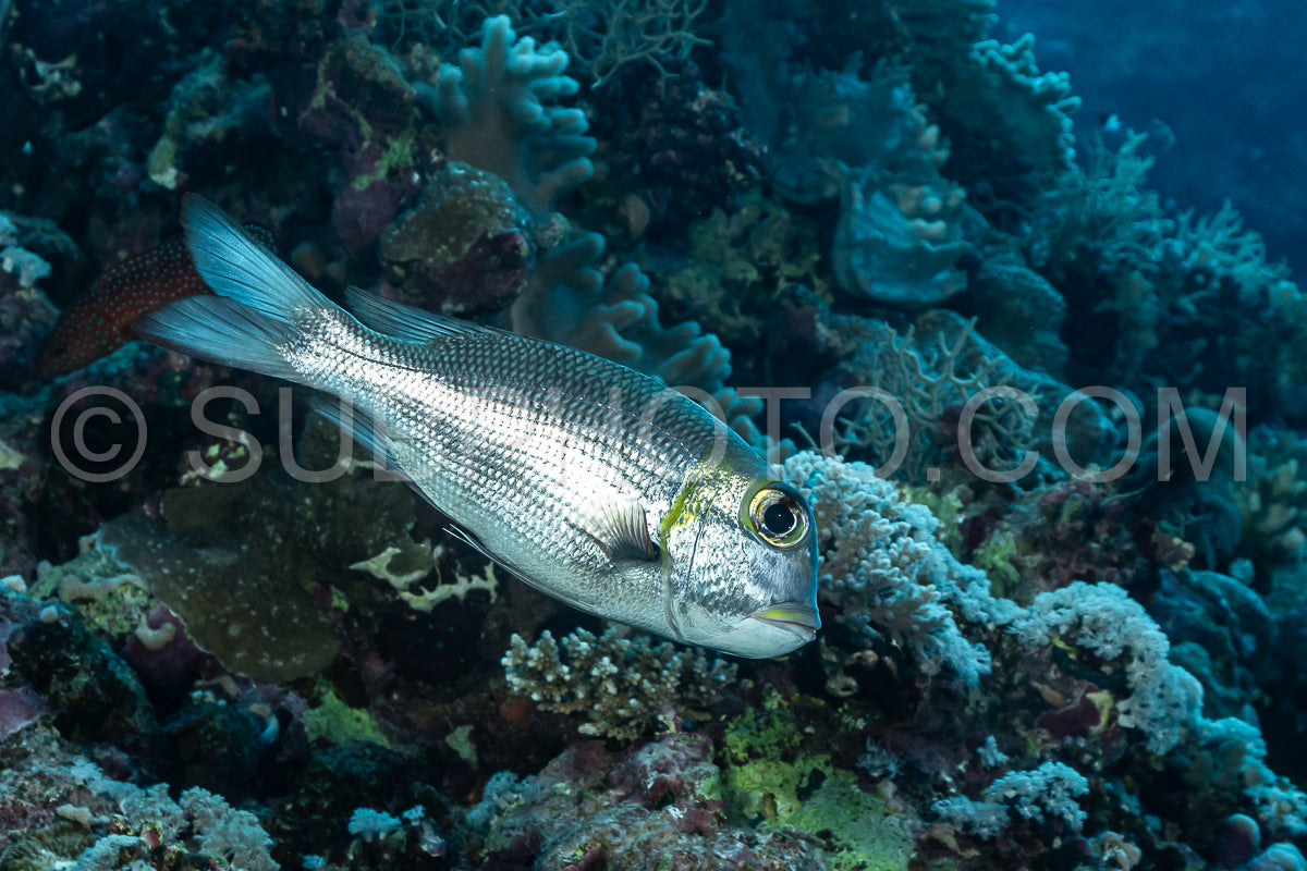 humpnose big-eye bream or bigeye barenose or bigeye bream or bigeye emperor or grand-eyed porgy fish