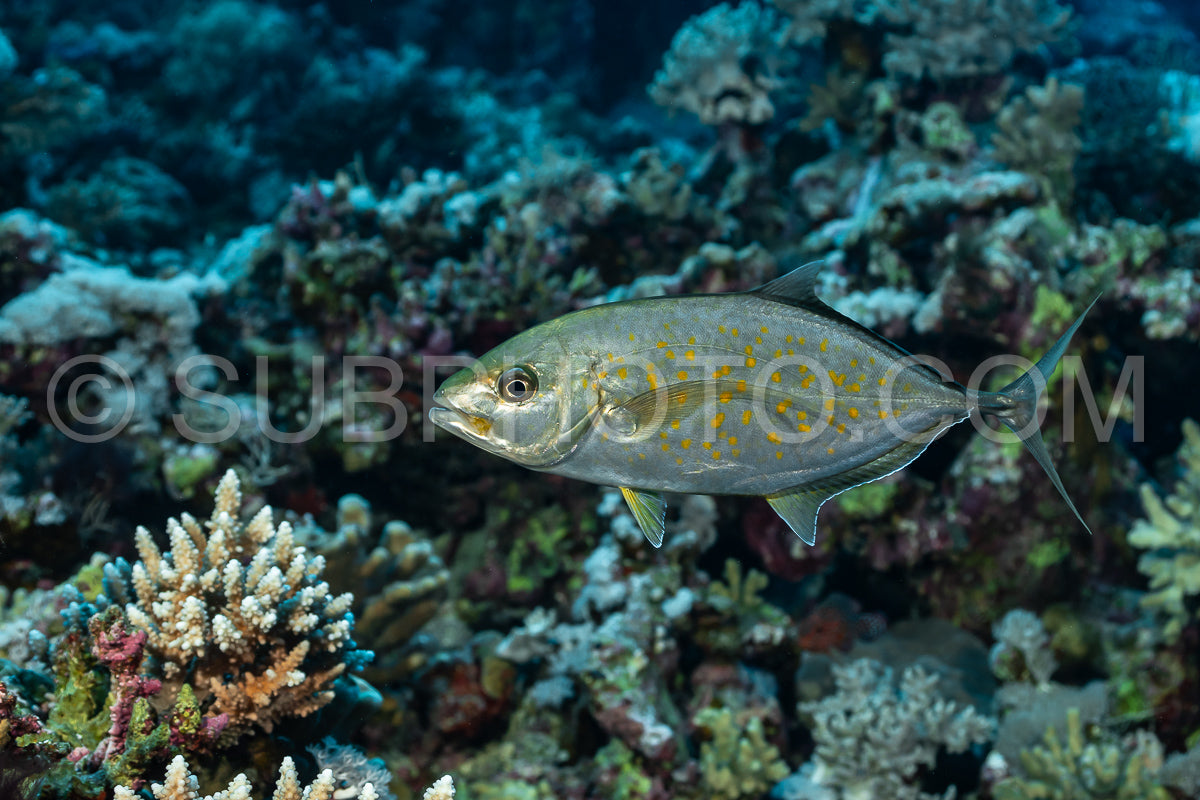 Photo de Carangue à taches orange