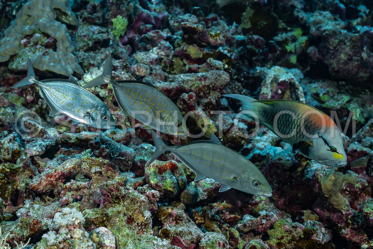 Photo de Carangue à taches orange