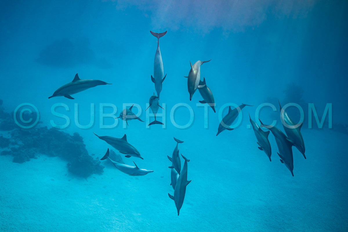 pod of Spinner dolphins (Stenella longirorstris) swimming over sand in Sataya reef- Egypt- Red Sea