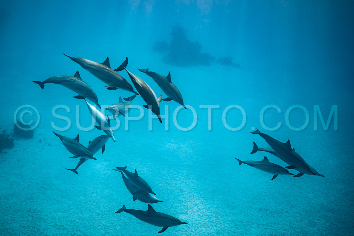 pod of Spinner dolphins (Stenella longirorstris) swimming over sand in Sataya reef- Egypt- Red Sea