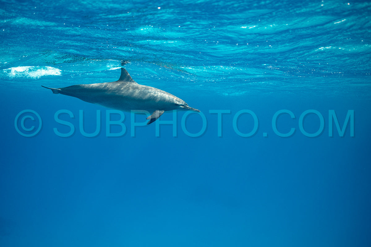Spinner dolphin (Stenella longirorstris) swimming over sand in Sataya reef- Egypt- Red Sea