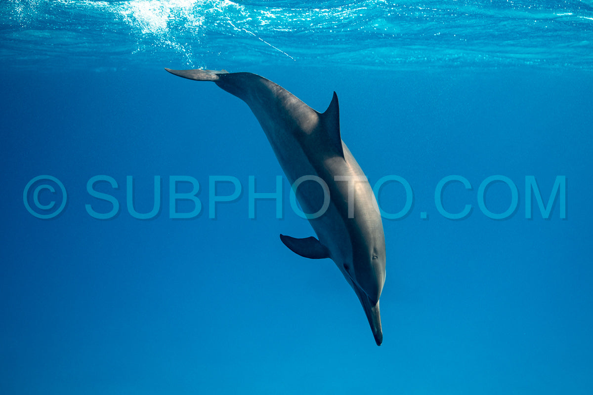 Photo de Dauphin à long bec (Stenella longirorstris) nageant sur le sable dans le récif de Sataya - Egypte - Mer Rouge