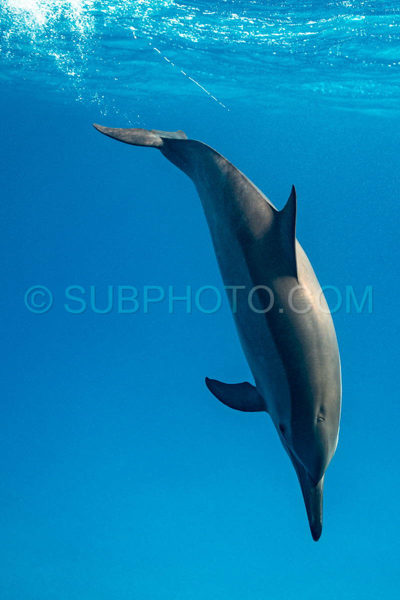 Photo de Dauphin à long bec (Stenella longirorstris) nageant sur le sable dans le récif de Sataya - Egypte - Mer Rouge