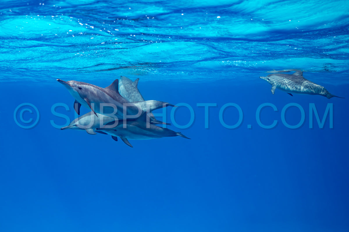 pod of Spinner dolphins (Stenella longirorstris) swimming over sand in Sataya reef- Egypt- Red Sea