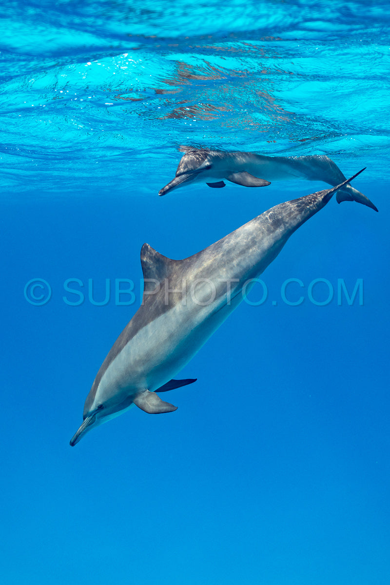 Two spinner dolphins (Stenella longirorstris) swimming over sand in Sataya reef- Egypt- Red Sea