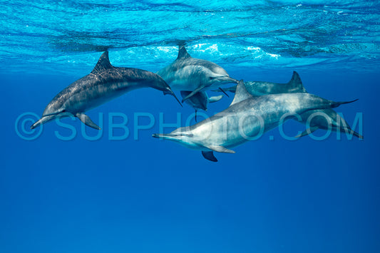 Photo de Groupe de dauphins à long bec (Stenella longirorstris) nageant sur le sable dans le récif de Sataya - Égypte - mer Rouge