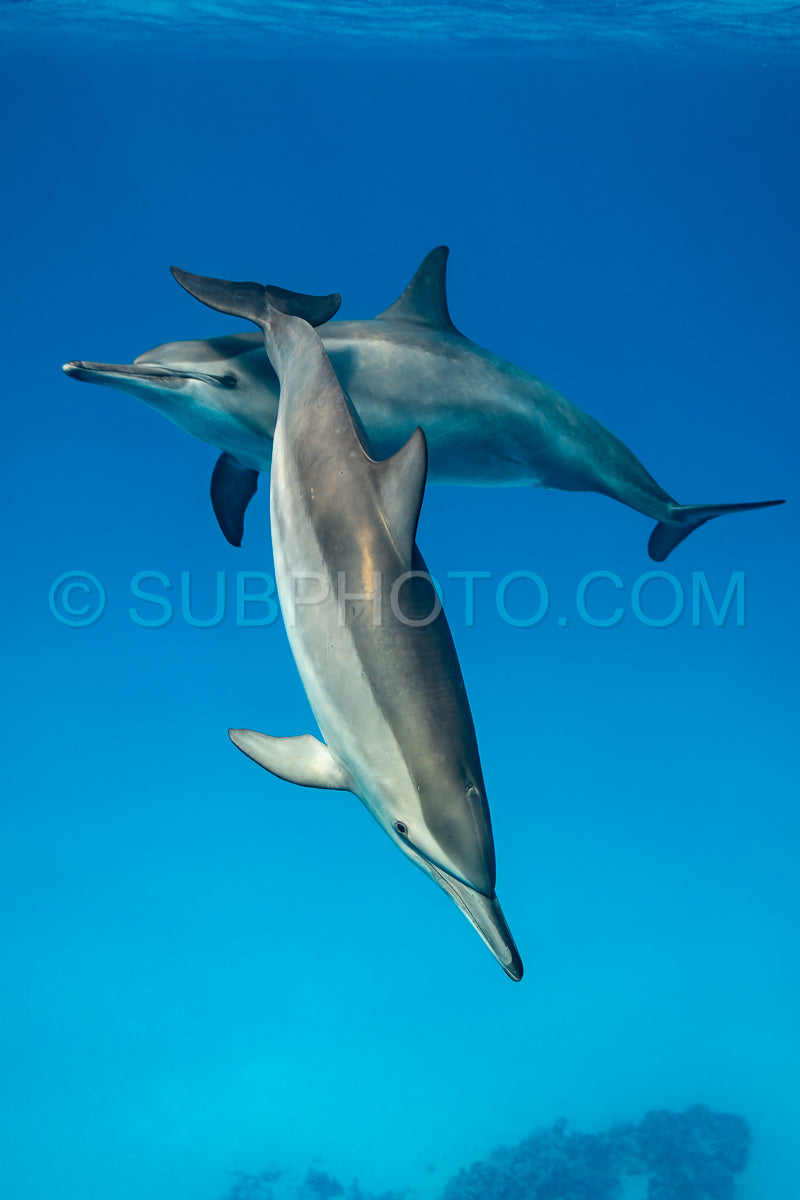 Photo de Deux dauphins tourneurs (Stenella longirorstris) nageant sur le sable dans le récif de Sataya - Egypte - Mer Rouge