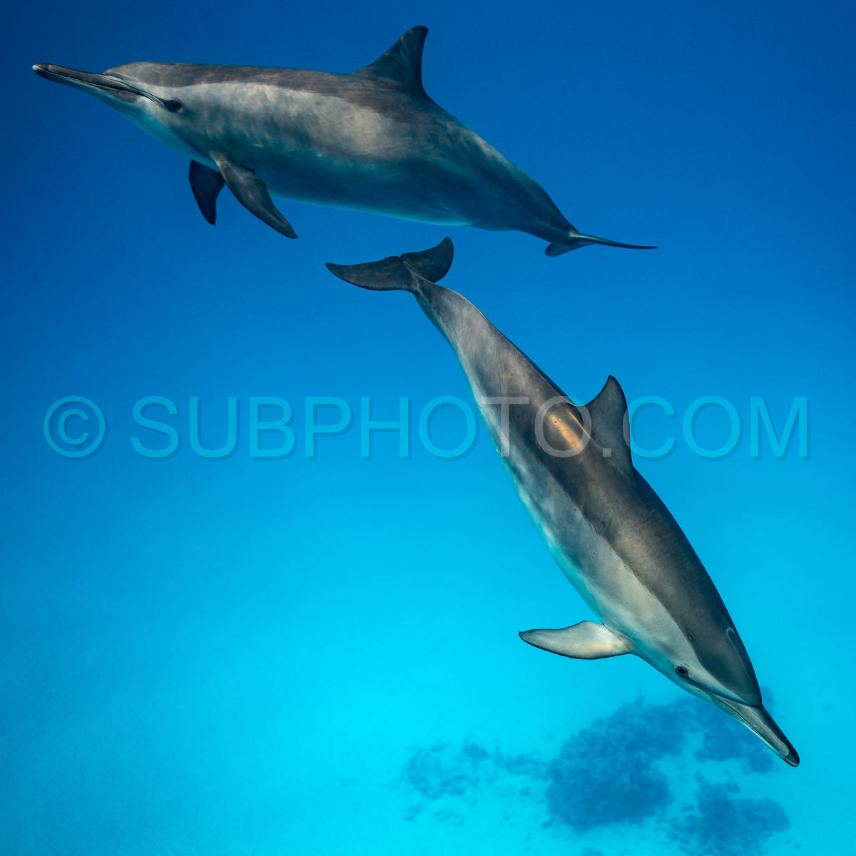 Two spinner dolphins (Stenella longirorstris) swimming over sand in Sataya reef- Egypt- Red Sea