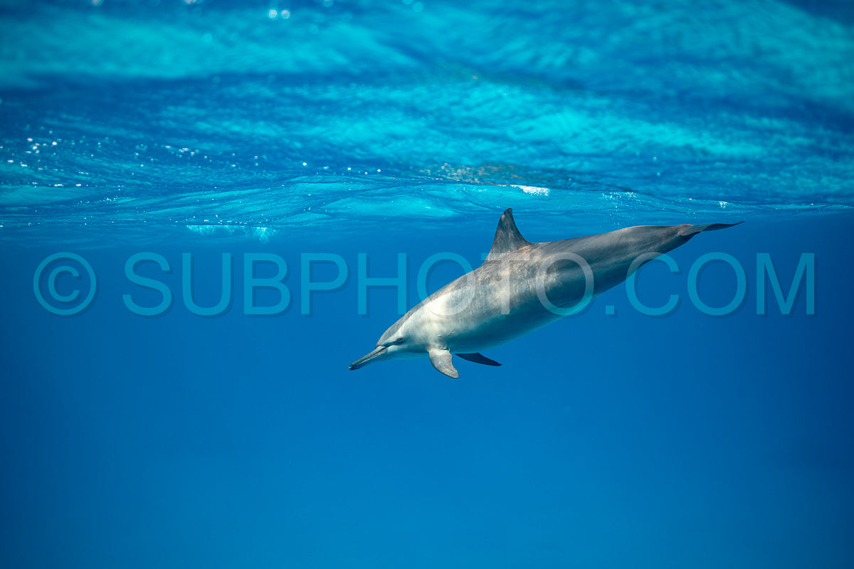 Spinner dolphin (Stenella longirorstris) swimming over sand in Sataya reef- Egypt- Red Sea