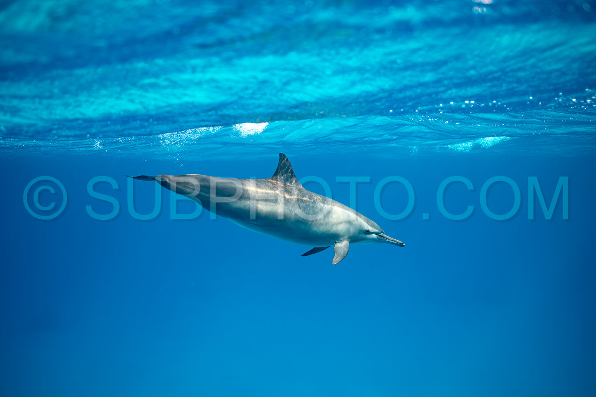 Spinner dolphin (Stenella longirorstris) swimming over sand in Sataya reef- Egypt- Red Sea