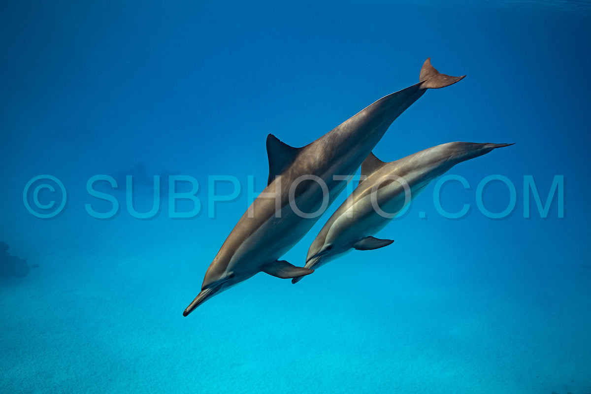 Two spinner dolphins (Stenella longirorstris) swimming over sand in Sataya reef- Egypt- Red Sea