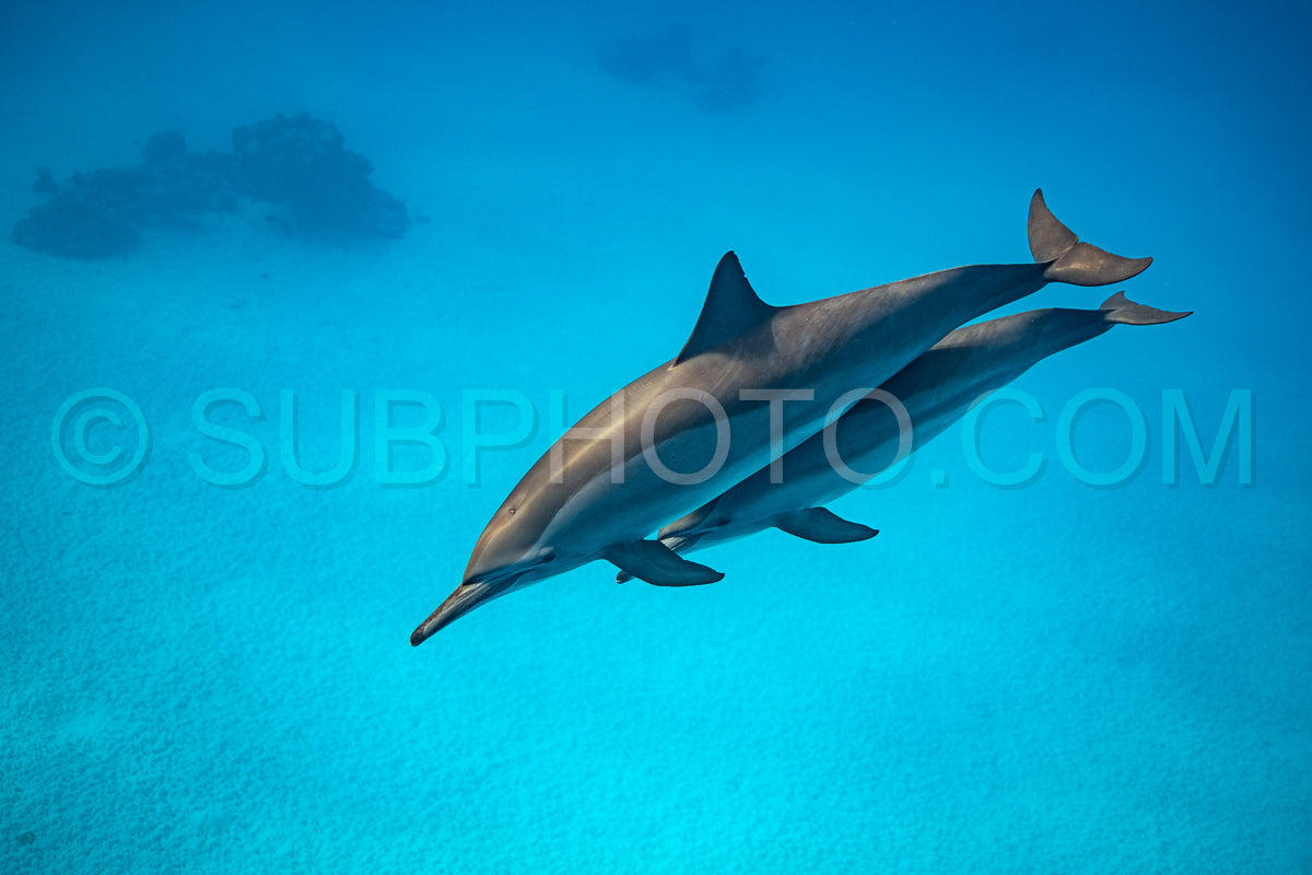 Photo de Deux dauphins tourneurs (Stenella longirorstris) nageant sur le sable dans le récif de Sataya - Egypte - Mer Rouge