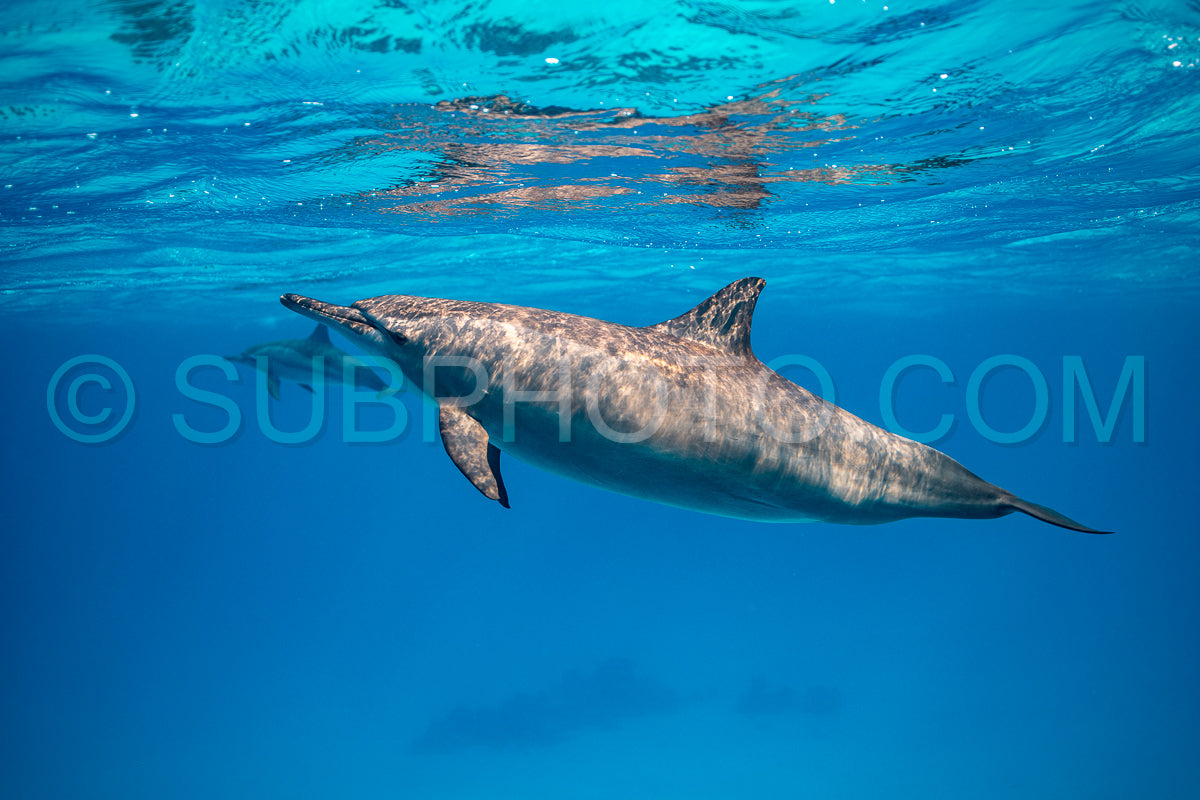 Spinner dolphin (Stenella longirorstris) swimming over sand in Sataya reef- Egypt- Red Sea