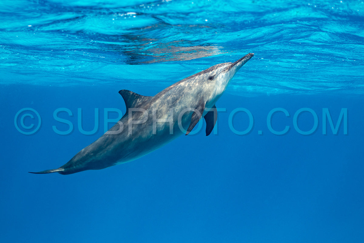 Spinner dolphin (Stenella longirorstris) swimming over sand in Sataya reef- Egypt- Red Sea