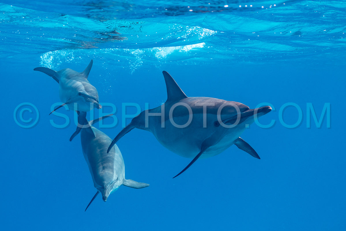 Photo de Groupe de dauphins à long bec (Stenella longirorstris) nageant sur le sable dans le récif de Sataya - Égypte - mer Rouge