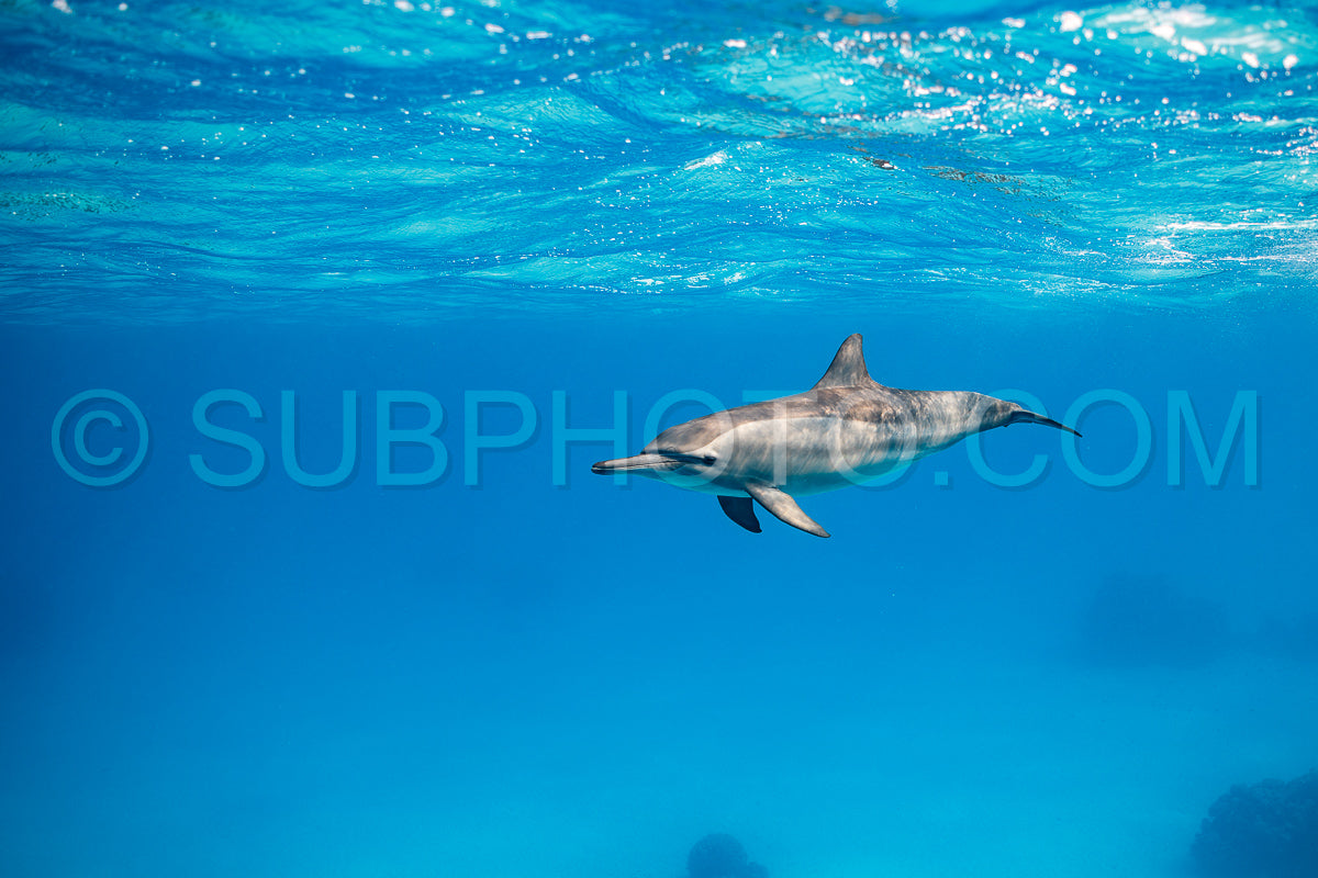 Spinner dolphin (Stenella longirorstris) swimming over sand in Sataya reef- Egypt- Red Sea