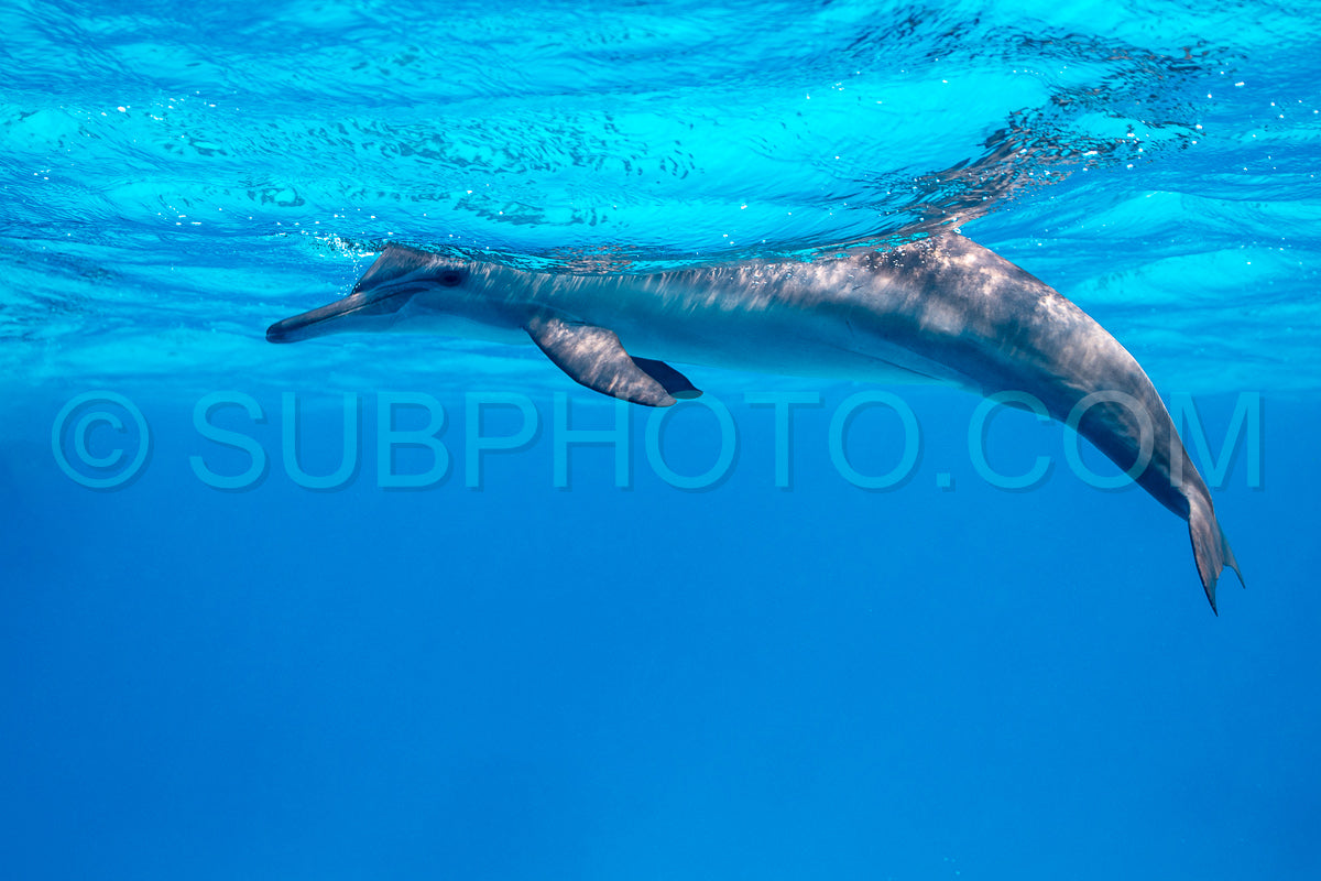 Spinner dolphin (Stenella longirorstris) swimming over sand in Sataya reef- Egypt- Red Sea