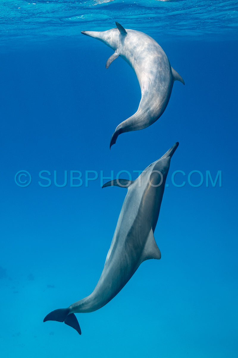 Two spinner dolphins (Stenella longirorstris) swimming over sand in Sataya reef- Egypt- Red Sea