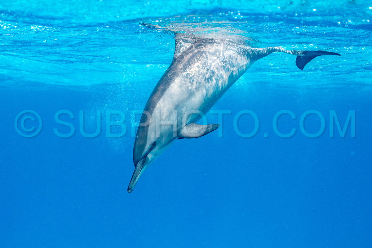 Photo de Dauphin à long bec (Stenella longirorstris) nageant sur le sable dans le récif de Sataya - Egypte - Mer Rouge