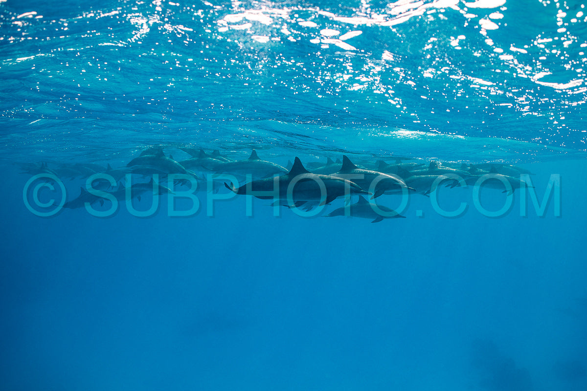 pod of Spinner dolphins (Stenella longirorstris) swimming over sand in Sataya reef- Egypt- Red Sea