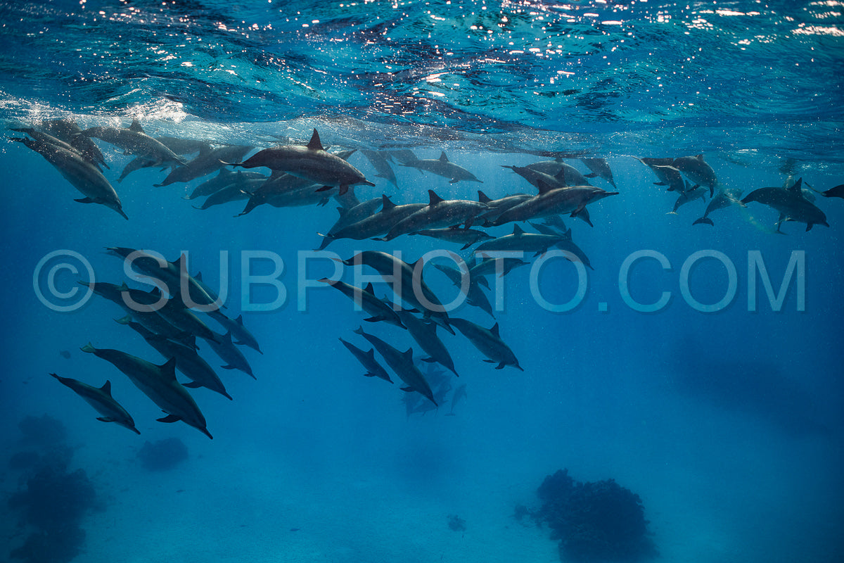pod of Spinner dolphins (Stenella longirorstris) swimming over sand in Sataya reef- Egypt- Red Sea