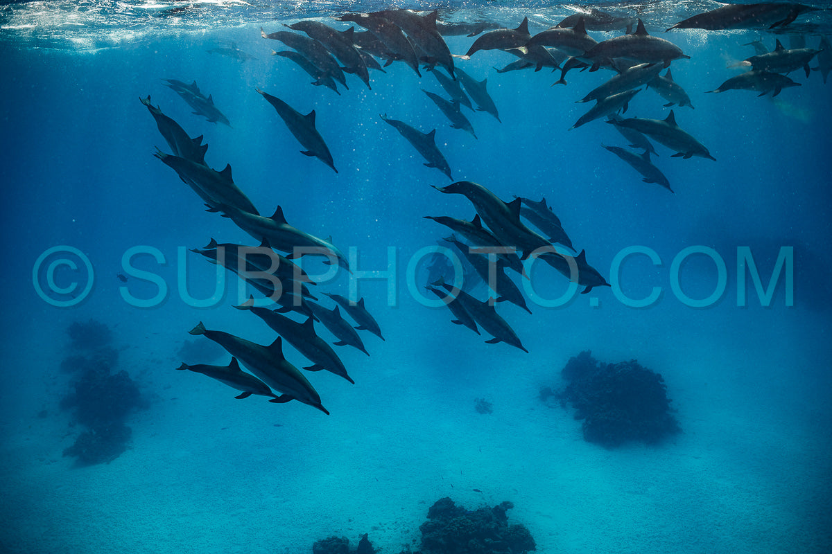pod of Spinner dolphins (Stenella longirorstris) swimming over sand in Sataya reef- Egypt- Red Sea