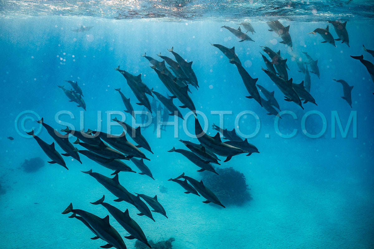 pod of Spinner dolphins (Stenella longirorstris) swimming over sand in Sataya reef- Egypt- Red Sea