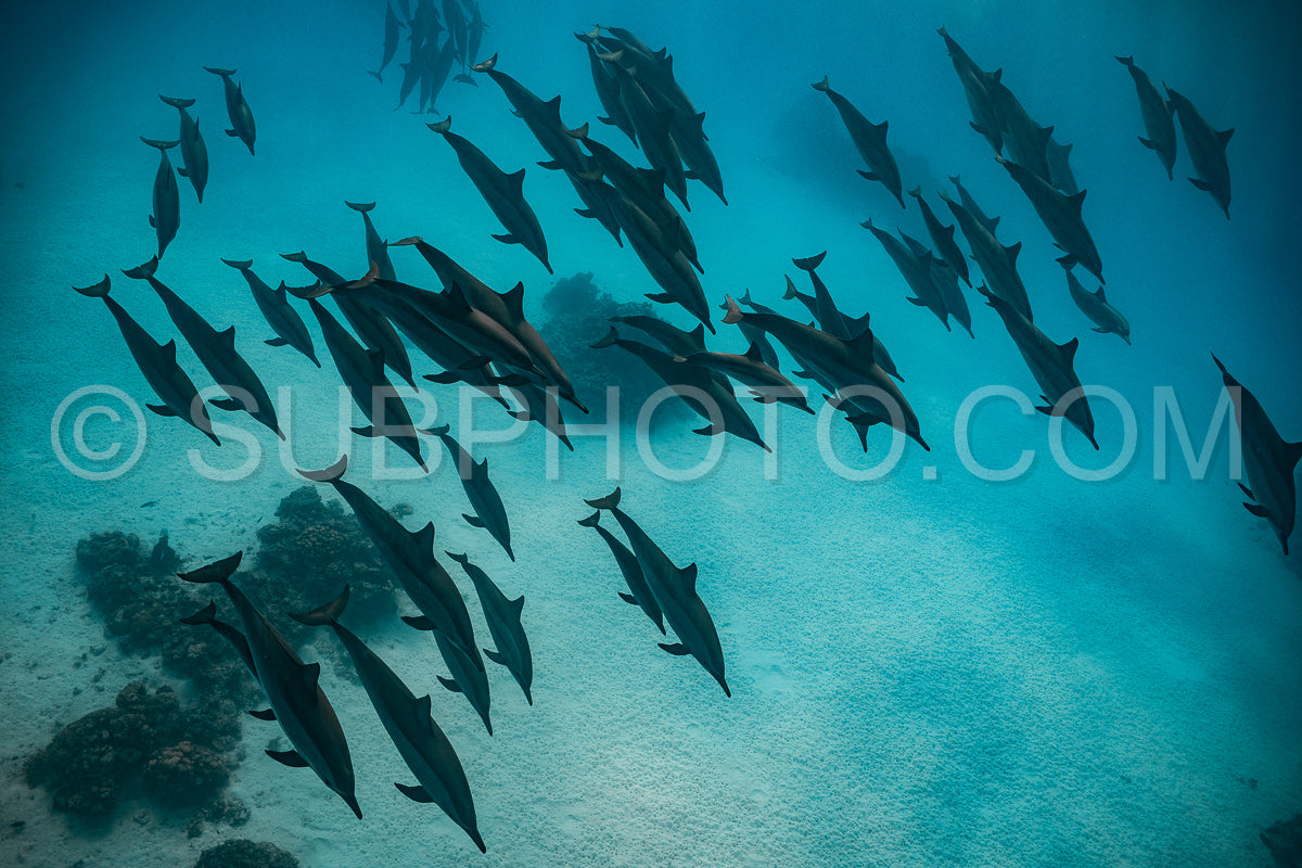 pod of Spinner dolphins (Stenella longirorstris) swimming over sand in Sataya reef- Egypt- Red Sea