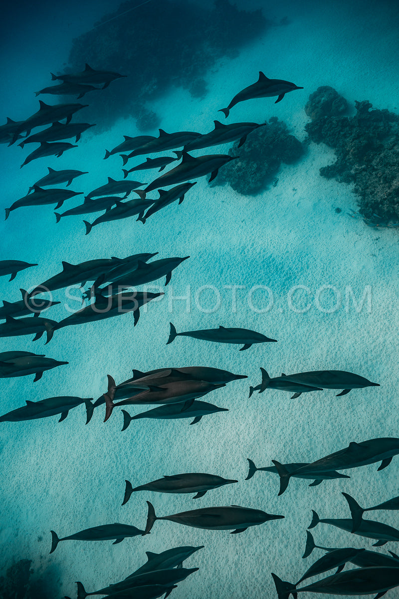 pod of Spinner dolphins (Stenella longirorstris) swimming over sand in Sataya reef- Egypt- Red Sea