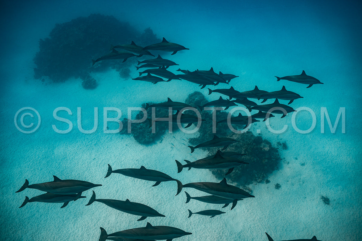 pod of Spinner dolphins (Stenella longirorstris) swimming over sand in Sataya reef- Egypt- Red Sea