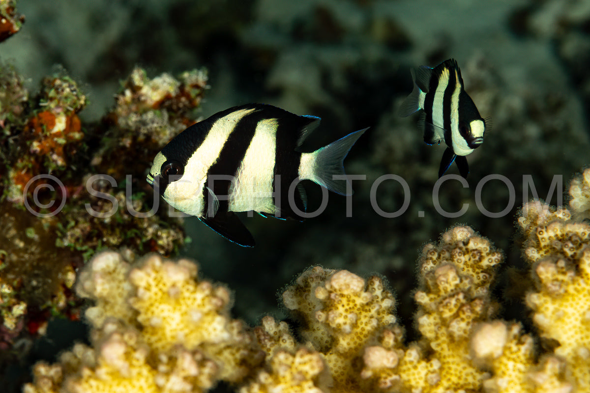 Whitetail dascyllus