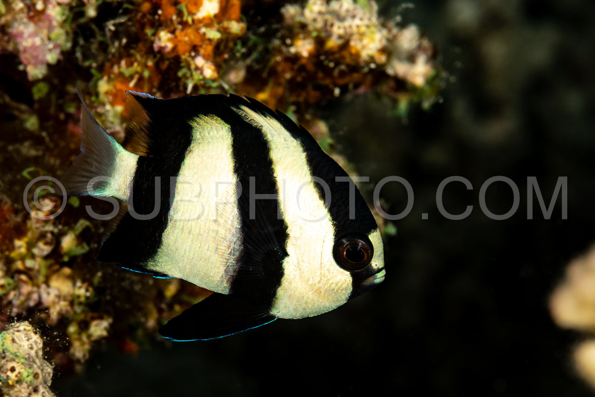 Whitetail dascyllus