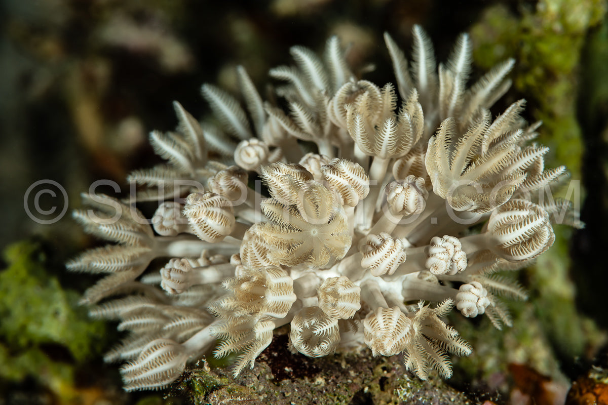giant anthelia