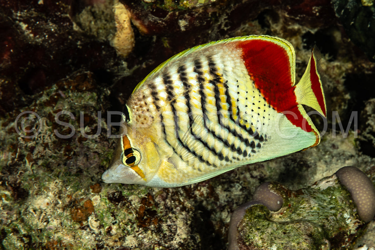 Eritrean butterflyfish