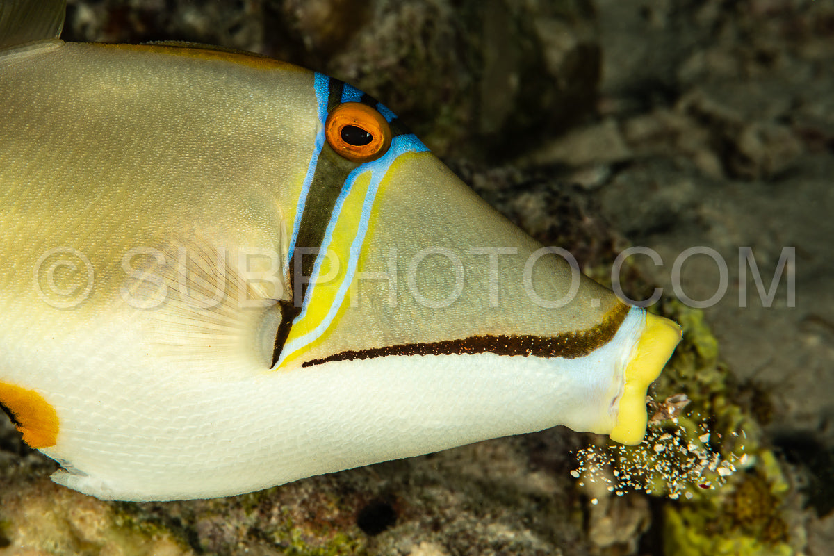 Photo de Baliste d'Assasi ou picasso d'Arabie