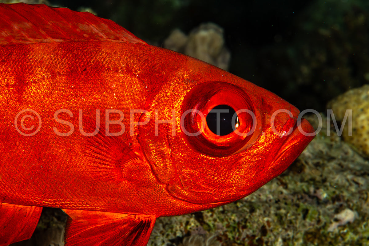 Red lunar-tailed bigeye or goggle eye fish in the Red Sea