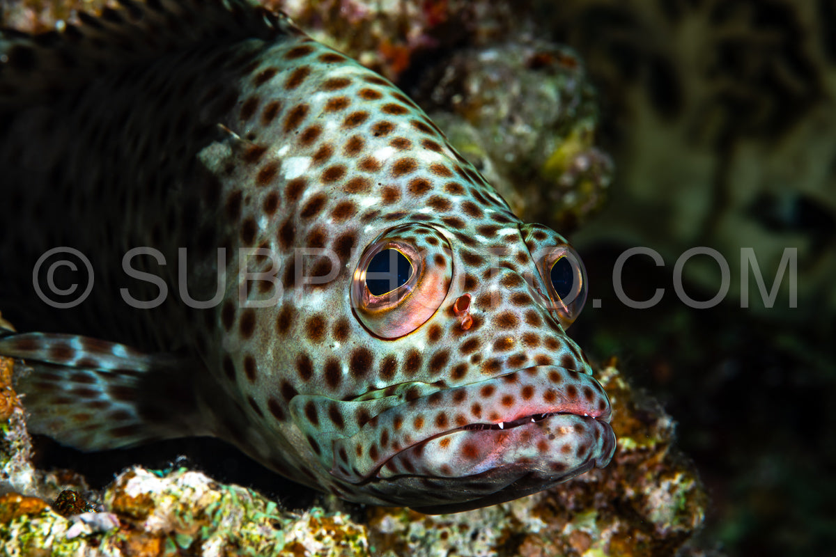 greasy grouper