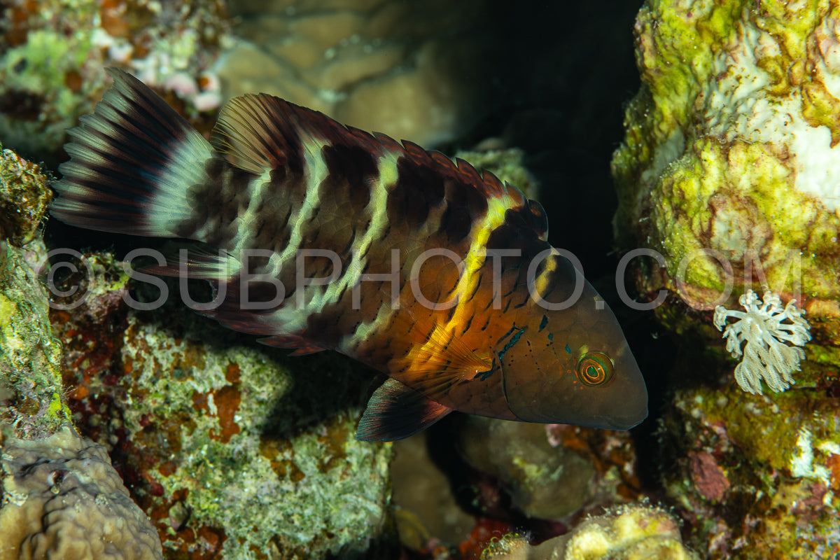 Red-breasted wrasse