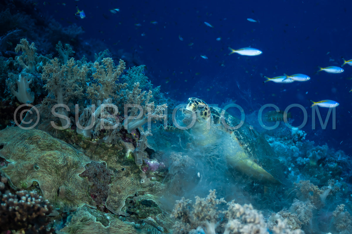 Hawksbill sea turtle feeding on soft coral