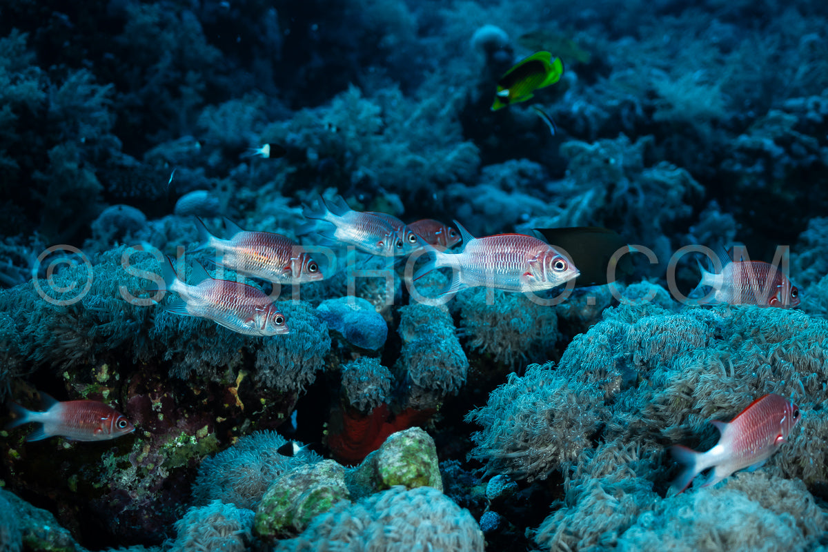 silverspot squirrelfish or whitetail squirrelfish