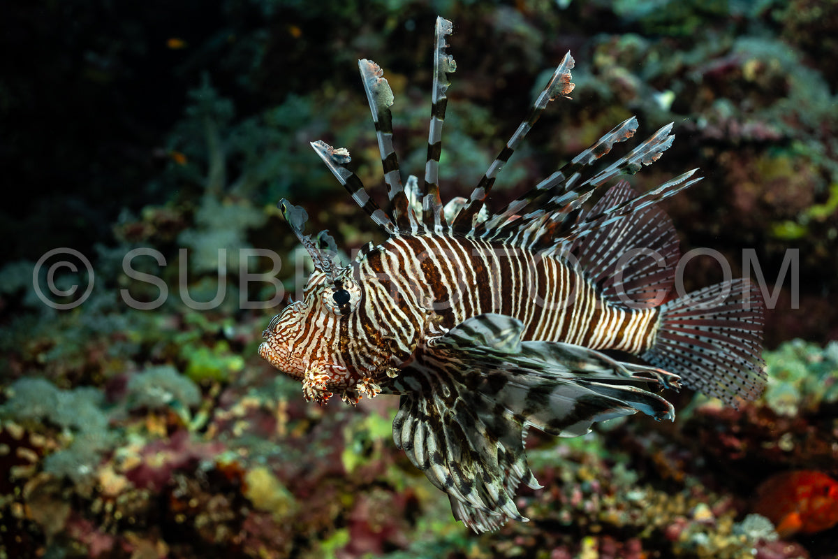 Photo de Poisson-lion rouge