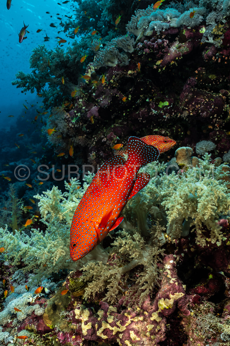 Photo de Mérou corail patrouillant son territoire en mer Rouge