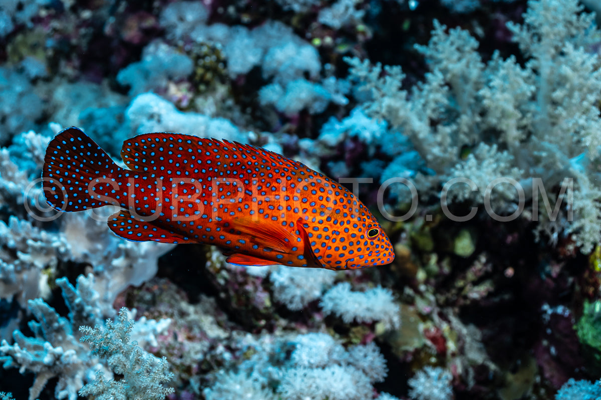 Coral grouper patroling its territory in the Red Sea