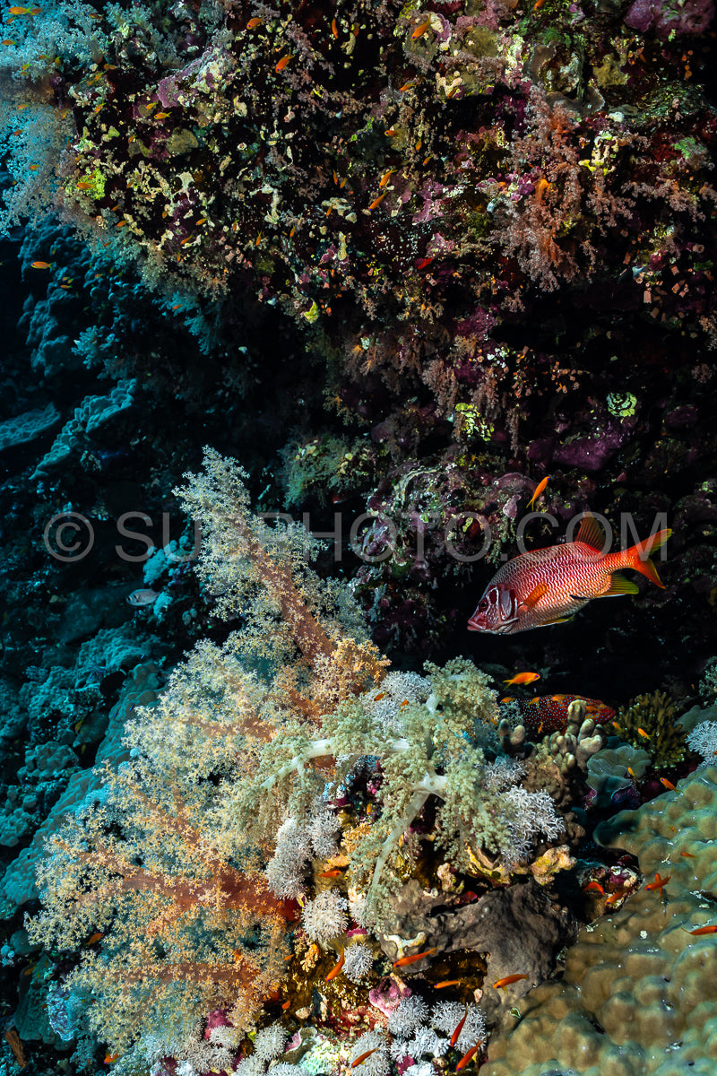 Photo de écureuil sabre ou écureuil géant ou écureuil épineux