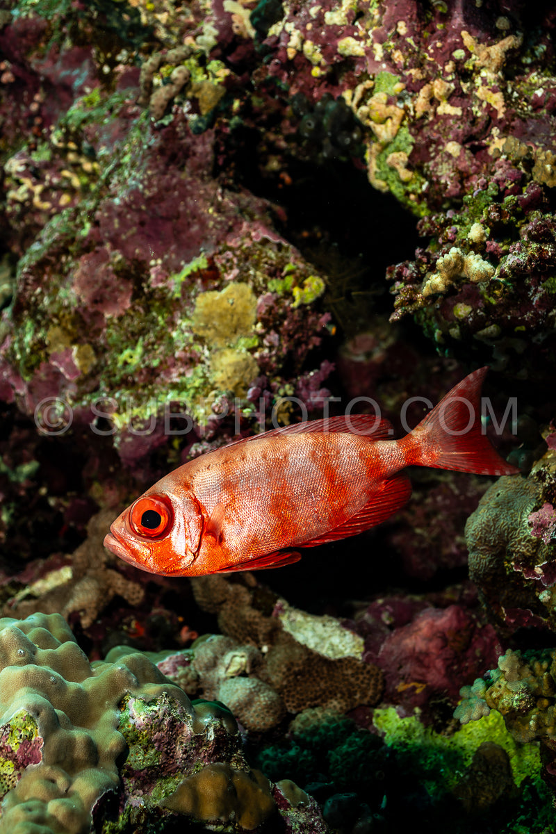 Red lunar-tailed bigeye or goggle eye fish in the Red Sea